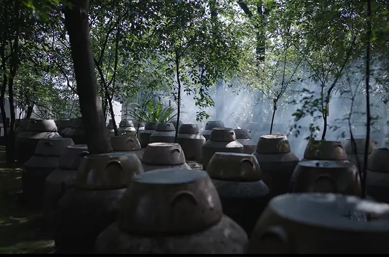 植物埋藏法0